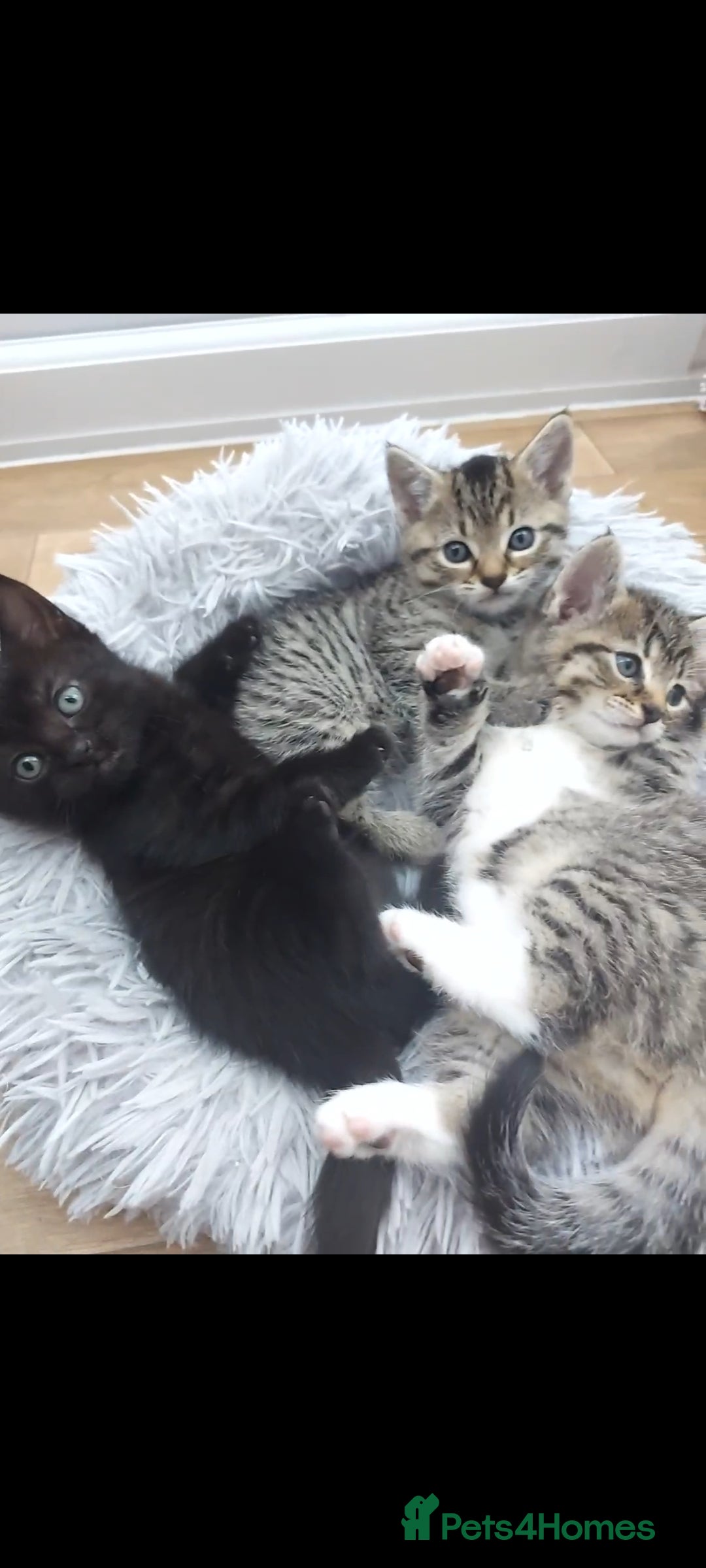 Mixed Breed cats for sale: Beautiful kittens 🥰 - Advert 12