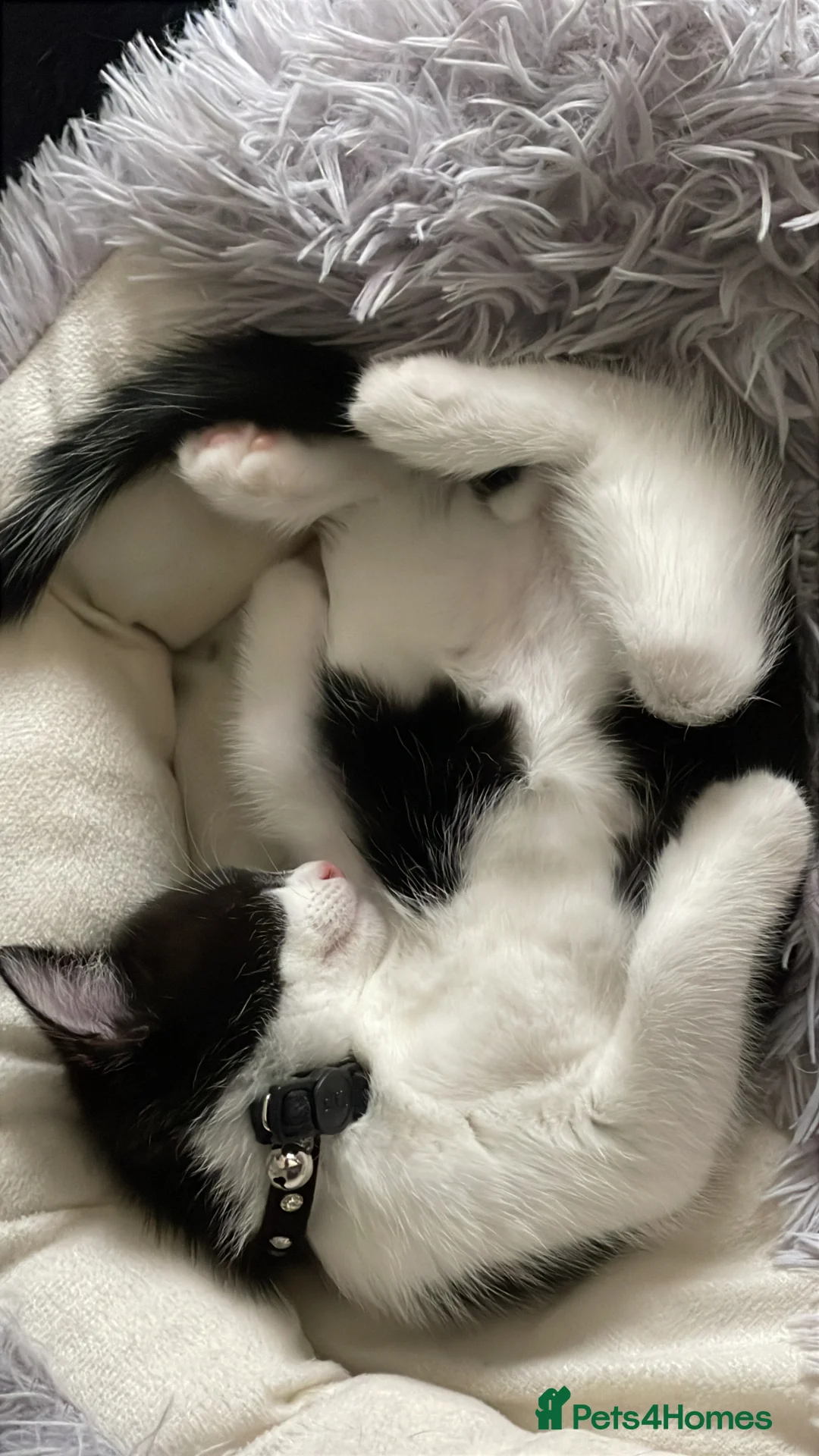 Mixed Breed cats for sale: Mixed bread tuxedo black and white - Advert 2