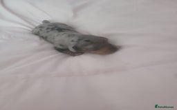 Miniature Dachshund dogs for sale: Miniature dachshund  - Image 3