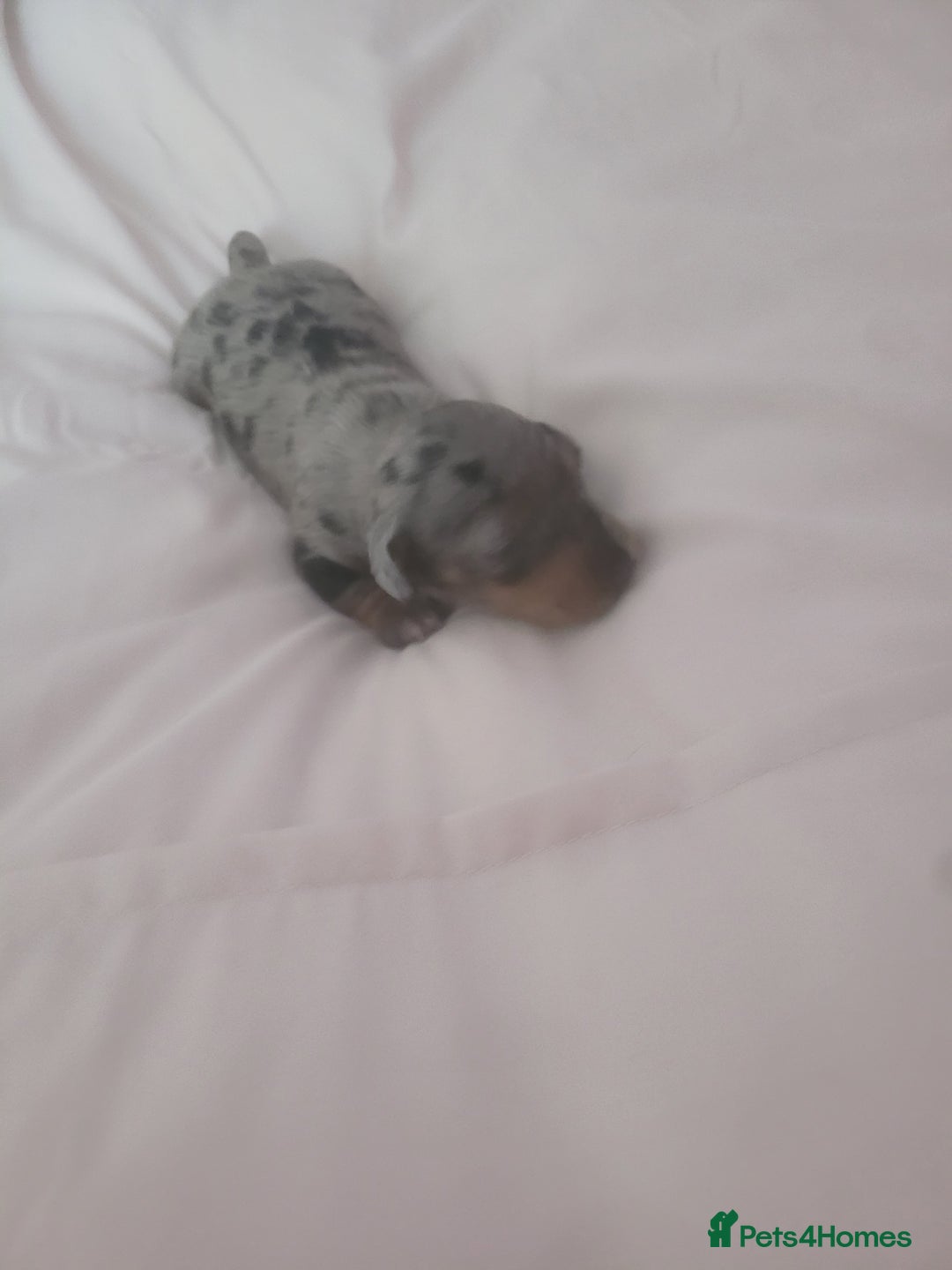 Miniature Dachshund dogs for sale: Miniature dachshund  - Image 3