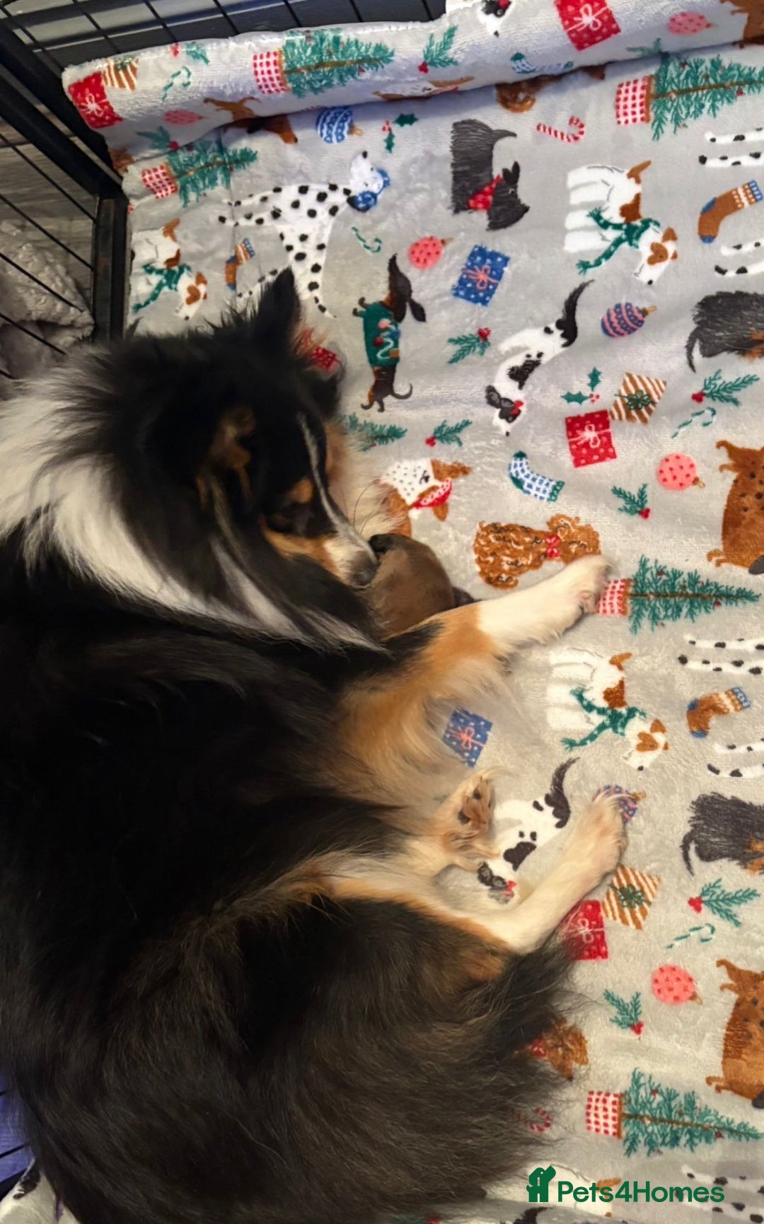 Shetland Sheepdog dogs for sale: Shetland sheepdog puppy looking for forever home - Advert 3