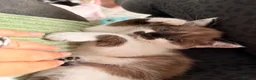 Ragdoll cats for sale: female Ragdoll, ready to go June 26th June - Advert 6