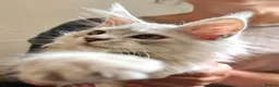 Maine Coon cats for sale: ❤️𝕾𝖙𝖚𝖓𝖓𝖎𝖓𝖌❤️ Maine Coon Kittens Ready - Advert 6