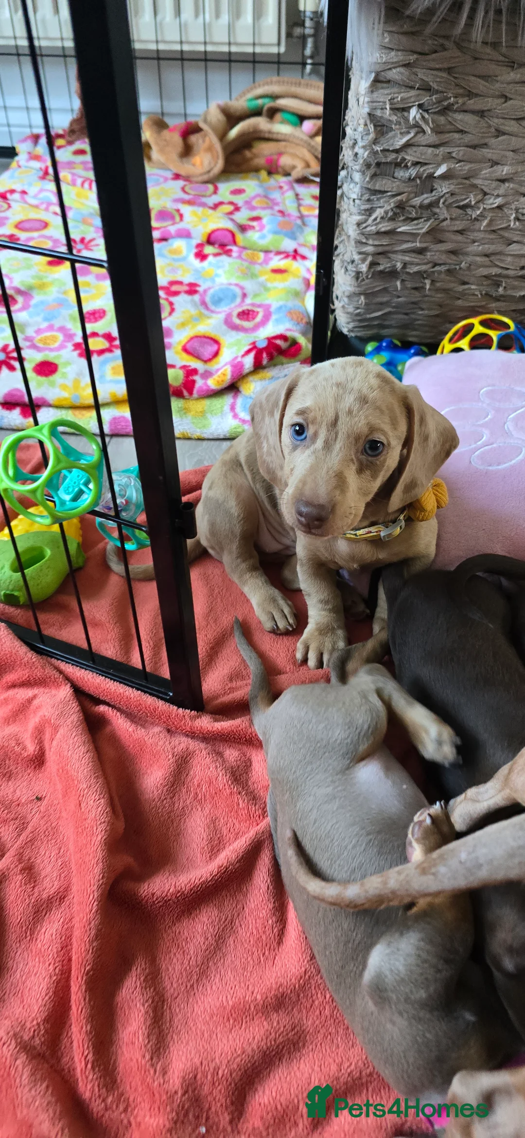 Miniature Dachshund dogs for sale: KC registered miniature Dachshund 🐶  - Advert 13