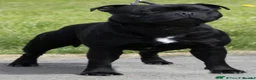 Staffordshire Bull Terrier dogs for sale: Valglo Sired, KC Reg, BVA Eye Tested, HC L2 Clear - Advert 9