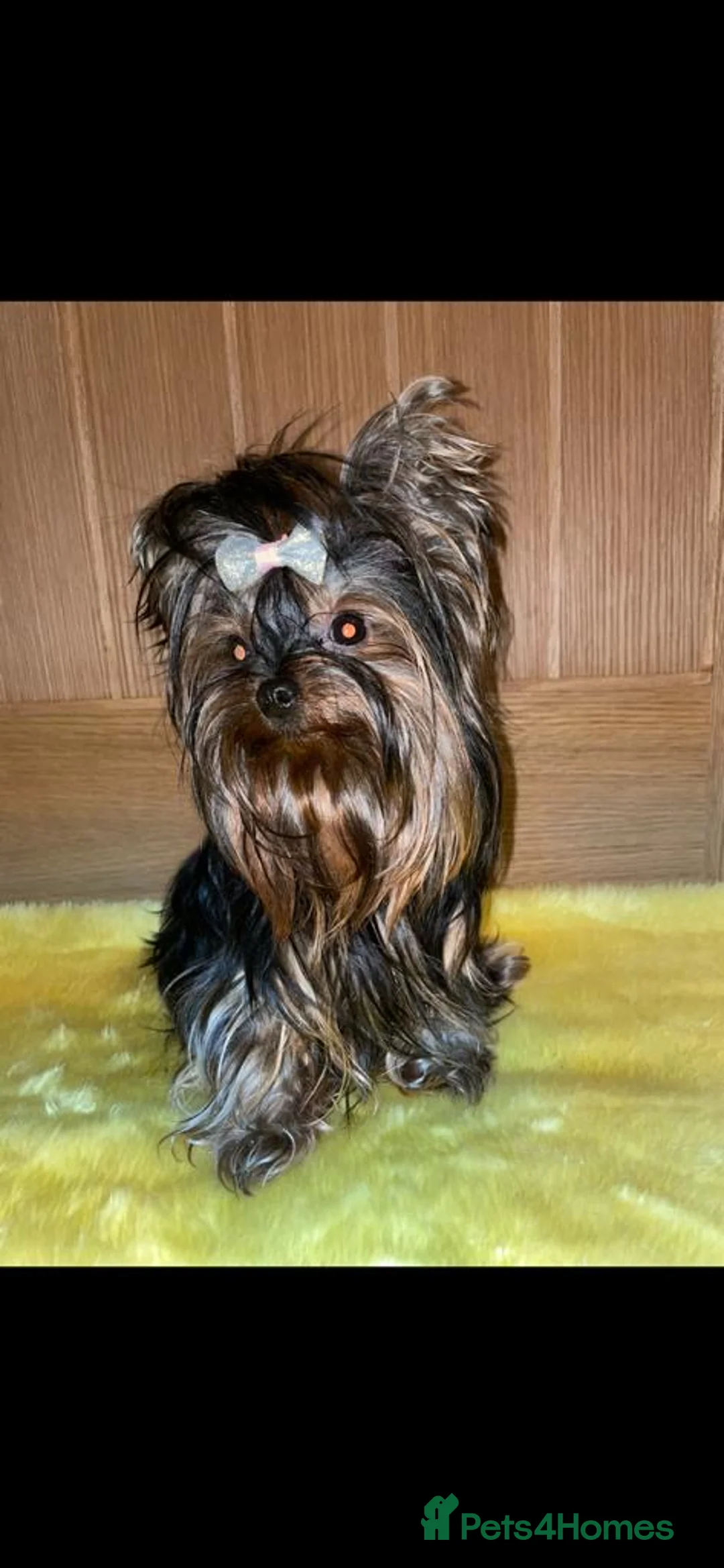 Yorkshire Terrier dogs for sale: Beautiful KC Registered Yorkshire Terrier Males - Advert 2