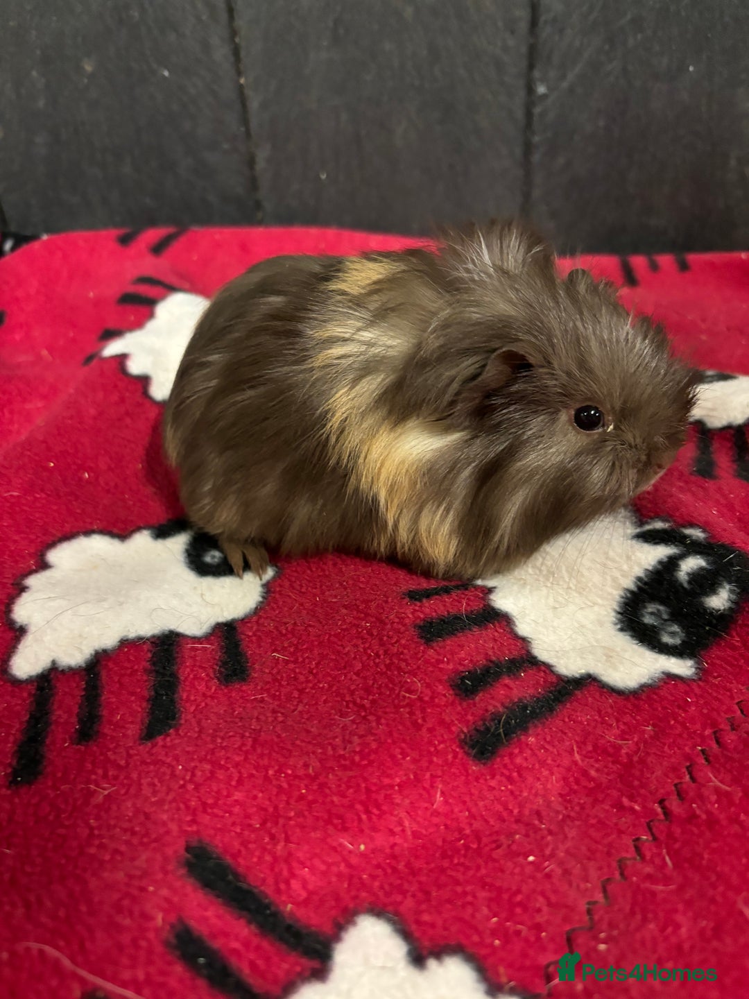 Guinea Pig rodents for sale: Stunning boar guinea pigs  - Image 9