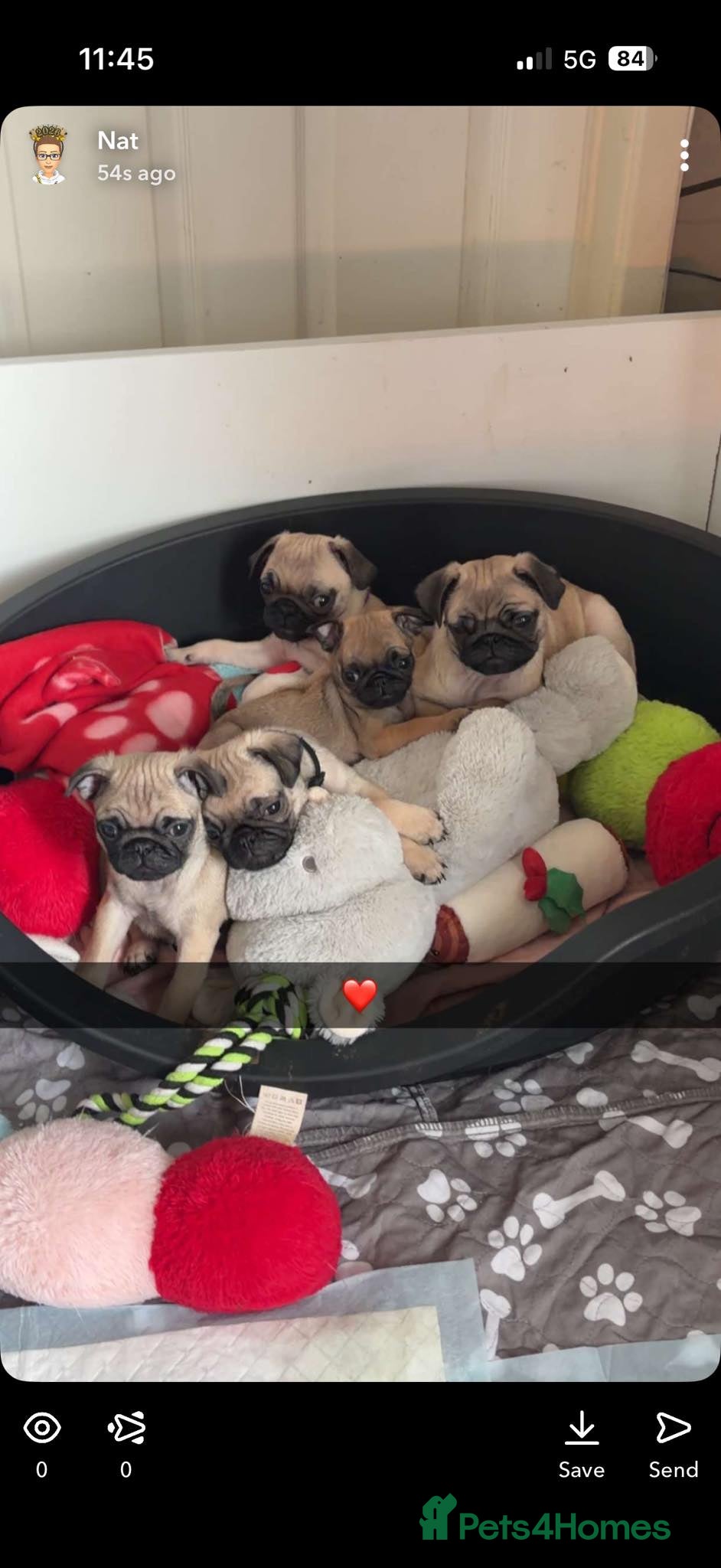 Pug dogs kc reg pug babies. - Advert 6