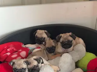 Pug dogs kc reg pug babies. - Advert 1