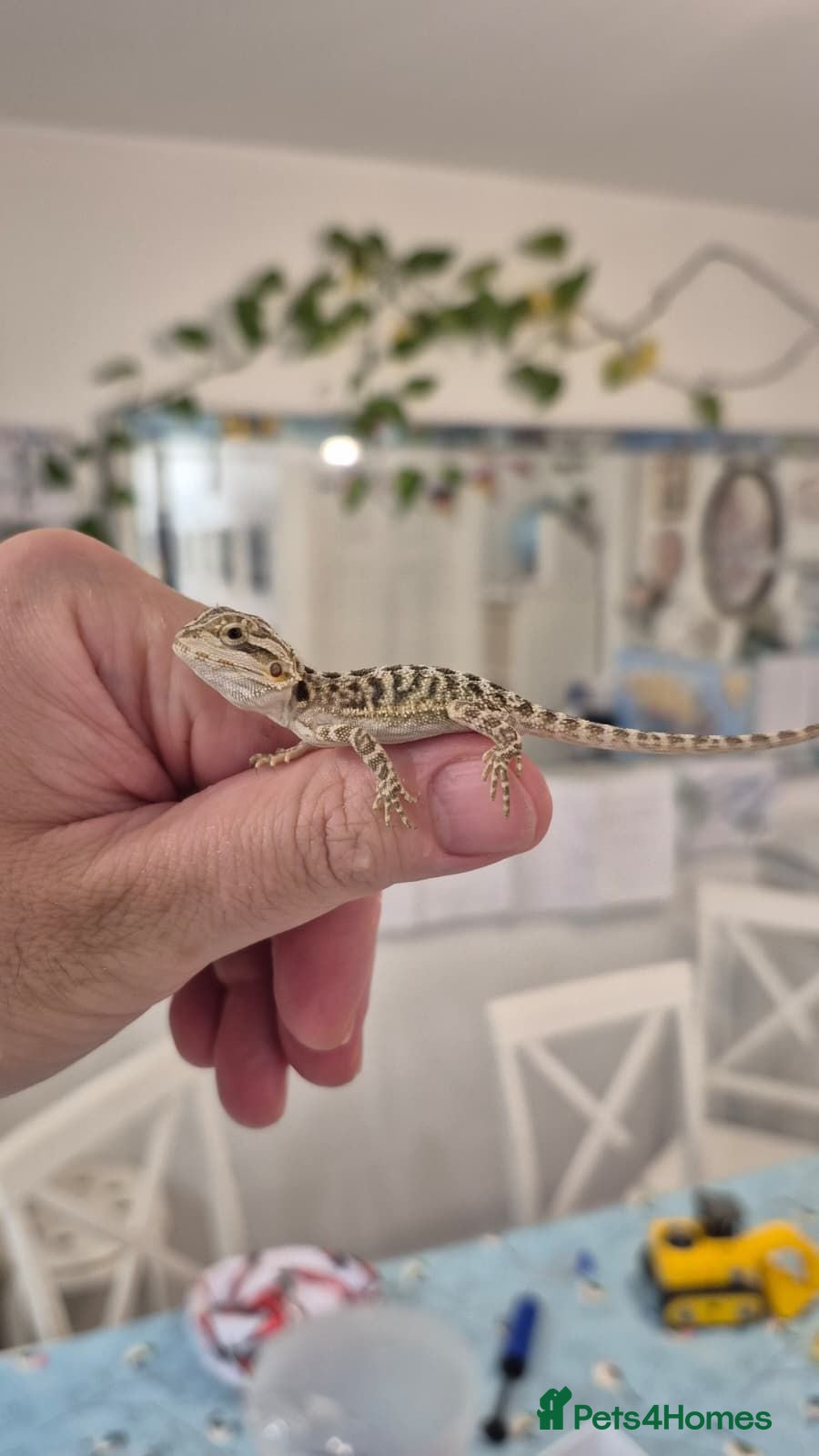 Bearded Dragon reptiles Friendly Bearded Dragon Babies - Advert 2