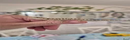 Bearded Dragon reptiles for sale: Friendly Bearded Dragon Babies - Advert 2