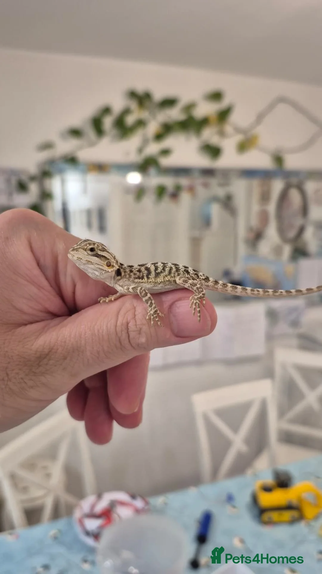 Bearded Dragon reptiles for sale: Friendly Bearded Dragon Babies - Advert 2