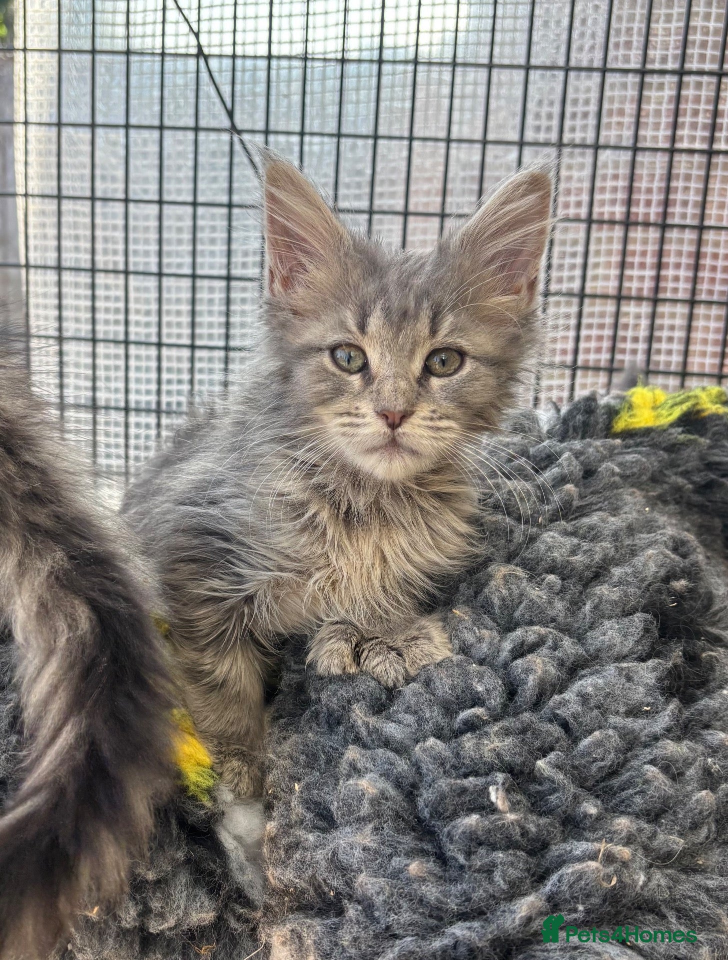 Maine Coon cats Beautiful female polydactyl Maine coon kittens  - Advert 2