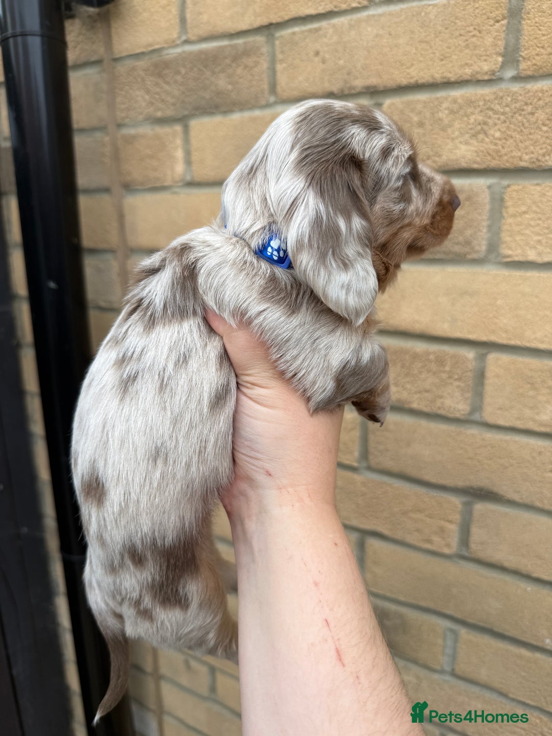 Miniature Dachshund dogs for sale: 2 beautiful mini daxi pups - Image 2