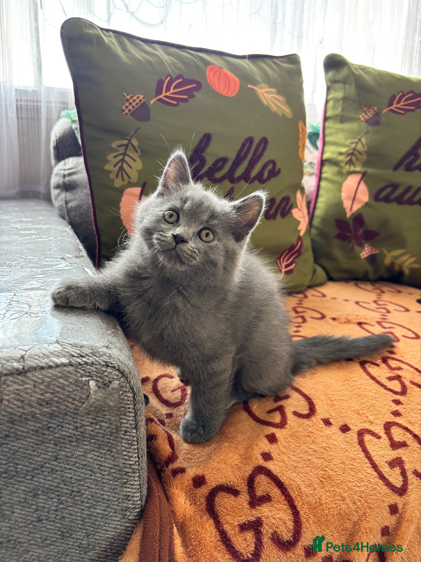 British Shorthair cats 1British shorthair boy ready go  new home ❤️ - Advert 2