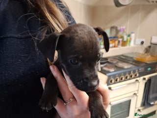 Patterdale Terrier dogs - Advert 5