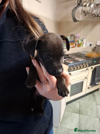 Patterdale Terrier dogs - Advert 3