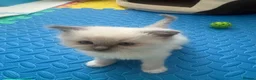 Ragdoll cats for sale: Beautiful Ragdoll Kittens  - Advert 14