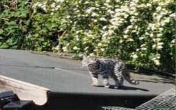 Bengal cats for sale: Bengal Cross Kittens - Image 5