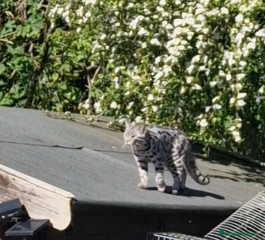 Bengal cats for sale: Bengal Cross Kittens - Image 5
