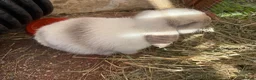 Mini Lop rabbits for sale: Mini lops available  in Ferndown - Advert 3