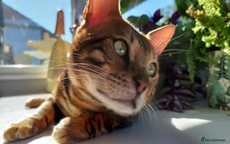 Bengal cats for sale: STUNNING PEDIGREE BENGAL KITTENS  - Image 18