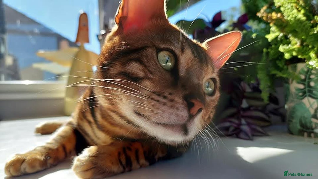 Bengal cats for sale: STUNNING PEDIGREE BENGAL KITTENS  - Image 18