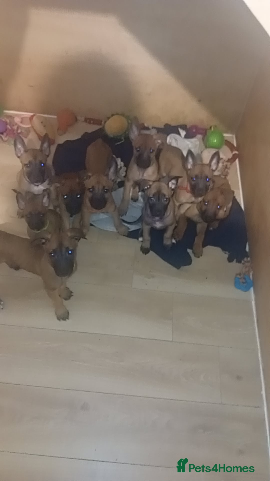 Belgian Shepherd Dog dogs 9 Belgian malinois  - Advert 14