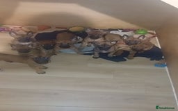 Belgian Shepherd Dog dogs for sale: 9 Belgian malinois  - Image 1