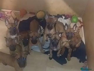 Belgian Shepherd Dog dogs - Advert 4