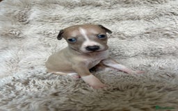 Mixed Breed dogs for sale: 3/4 Italian greyhound puppies  - Image 26