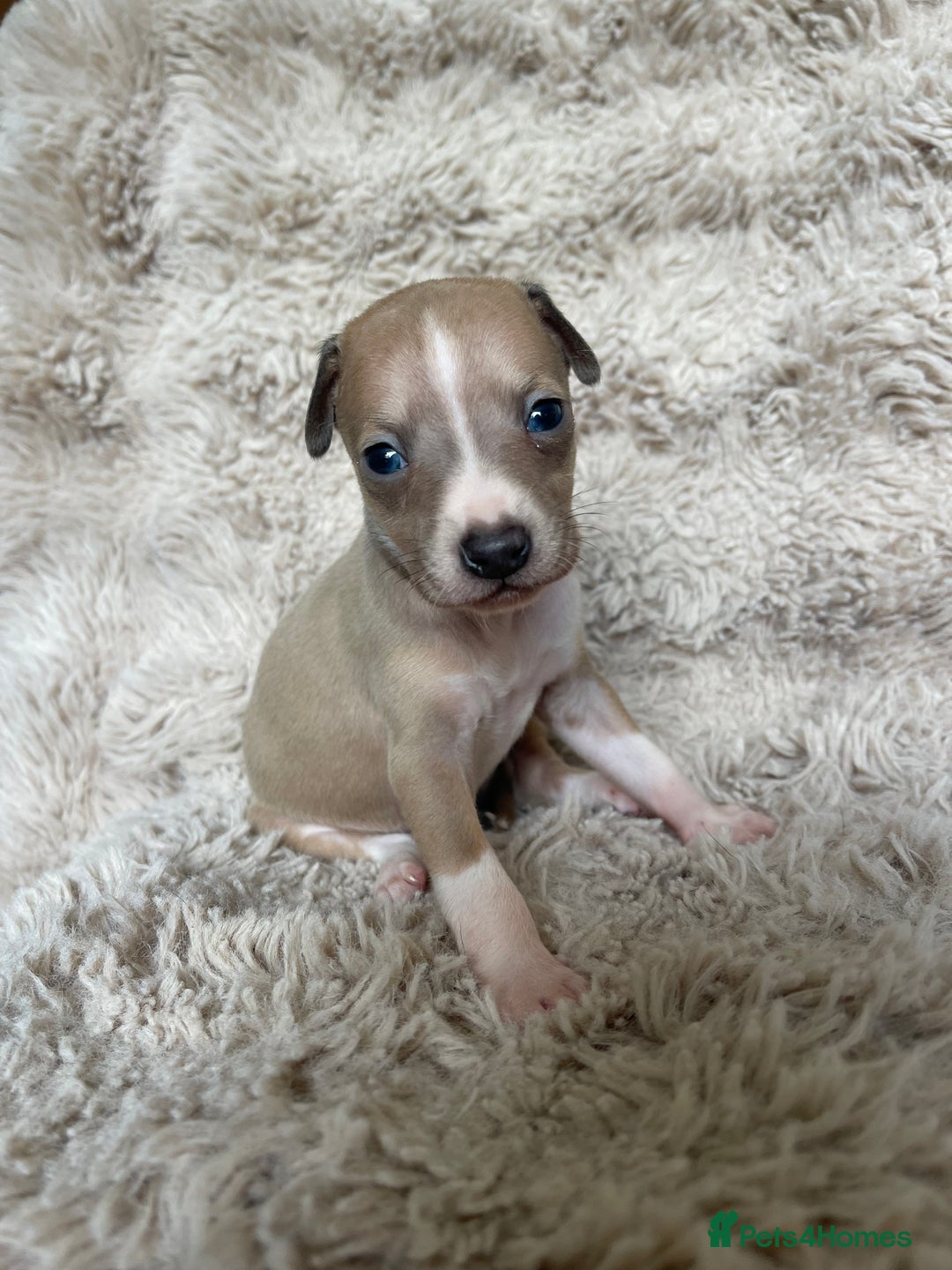 Mixed Breed dogs for sale: 3/4 Italian greyhound puppies  - Image 26