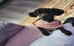 Chipoo dogs for sale: Princess Nelly  - Advert 2
