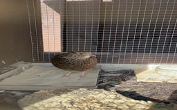 Quail poultry for sale: Cotournix Quail Chicks For Sale  - Image 3