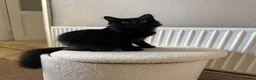 Maine Coon cats for sale: 75% Maine coon  - Advert 4