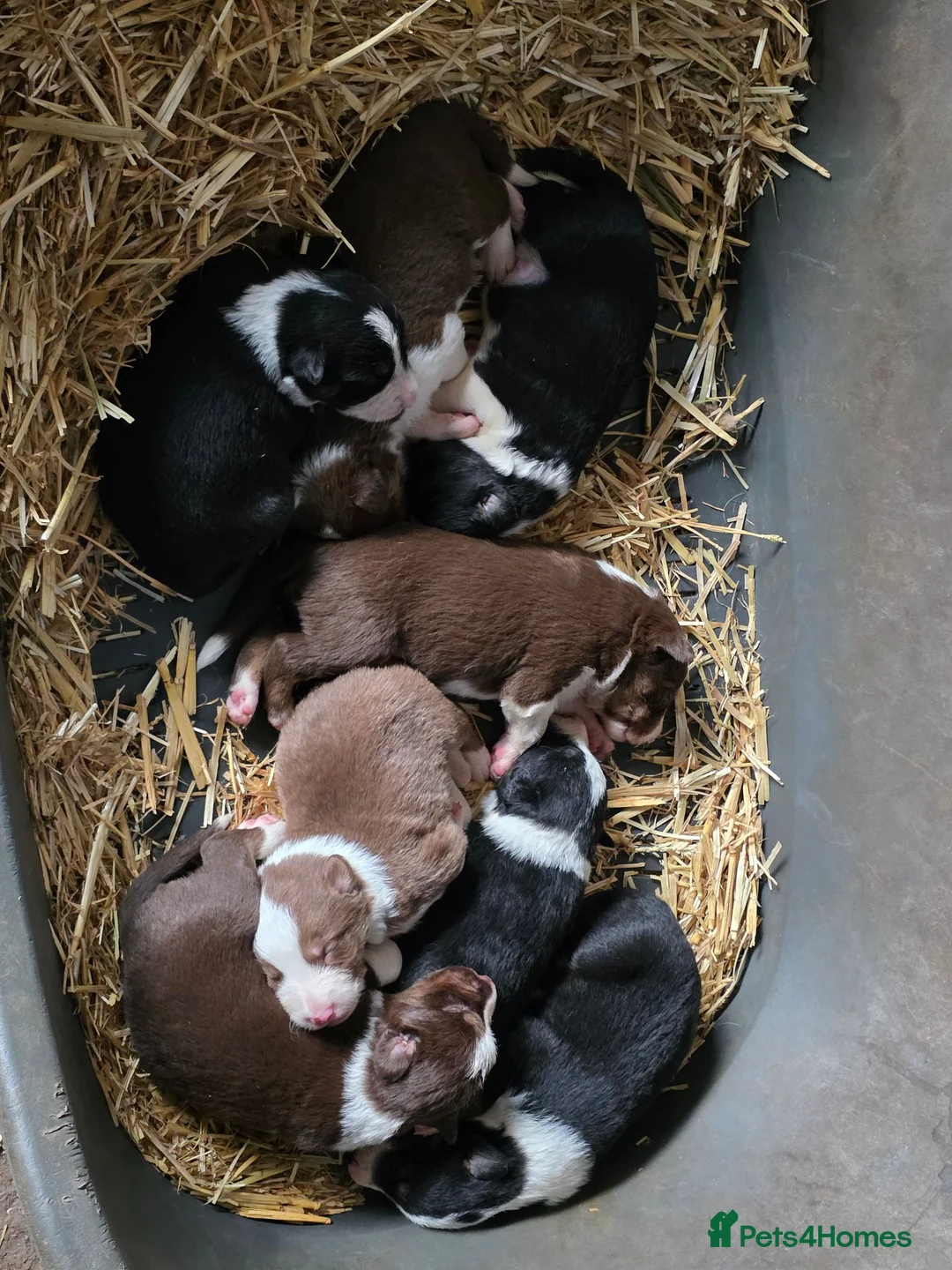 Border Collie dogs for sale: Border collie pups  in Leicester - Advert 10