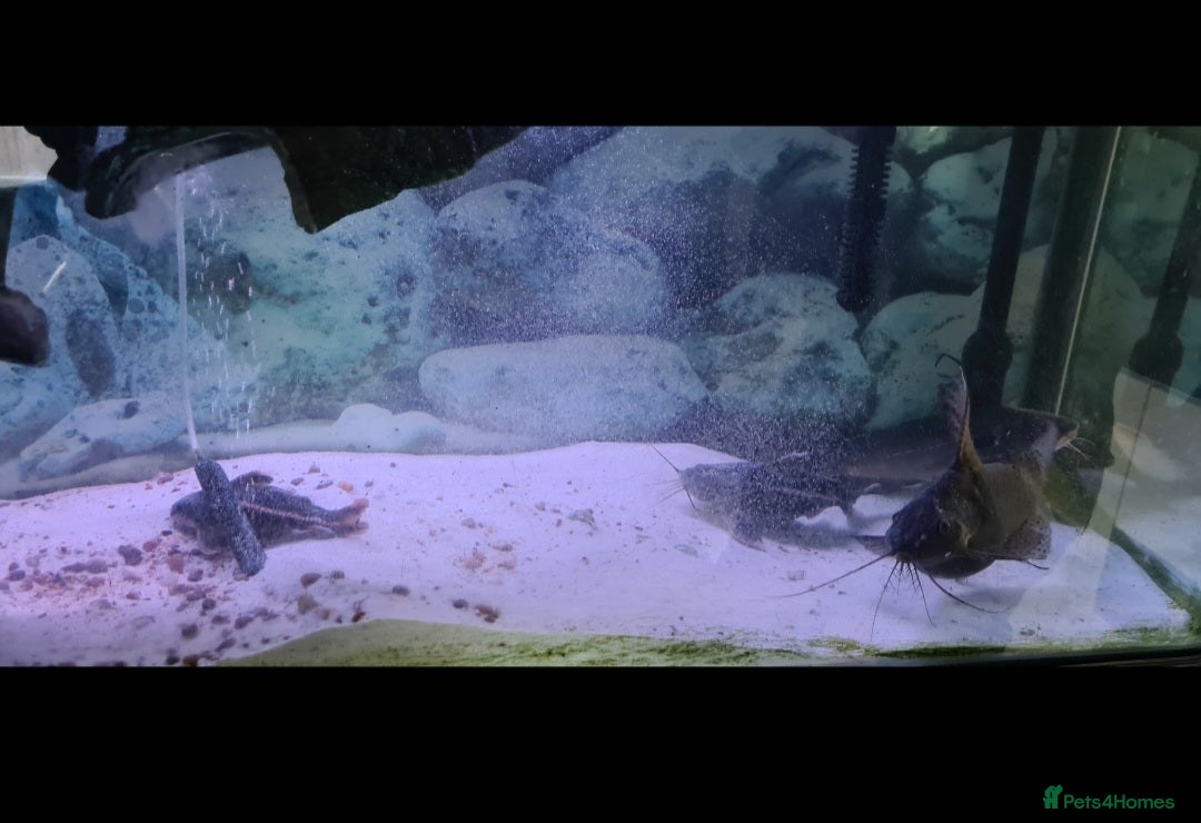 Catfish fish for sale: Large Fish Tank 120 x 70 x 38 cm with Catfish etc  - Image 7