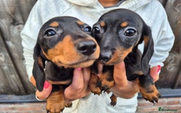 Miniature Dachshund dogs for sale: Miniature smooth dachshund puppies  - Image 11