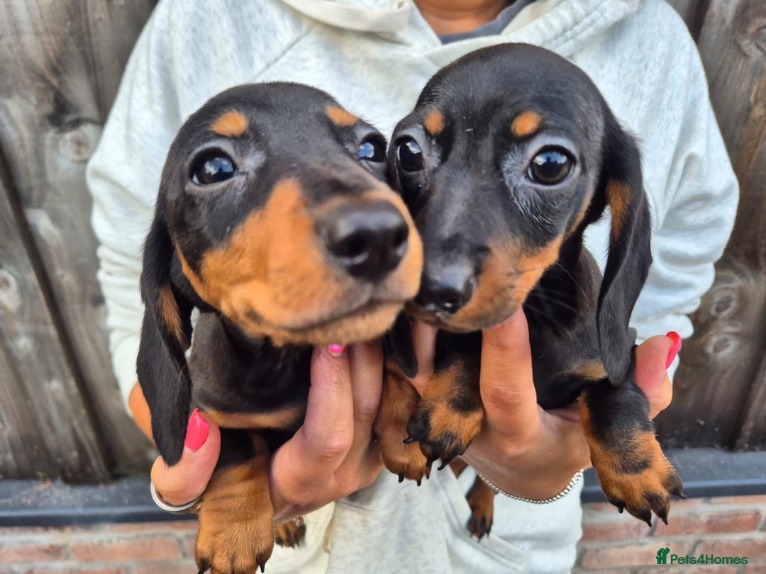 Miniature Dachshund dogs for sale: Miniature smooth dachshund puppies  - Image 11