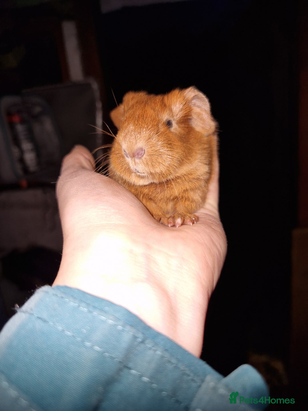 Guinea Pig rodents for sale: Two bond brothers ready on 11th feb 26 - Advert 17