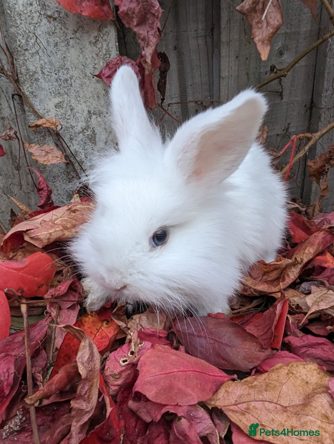 Mini Lion Lop rabbits for sale: Lion/lop bunnies  - Image 4