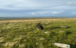 Huntaway dogs for sale: New Zealand Huntaway Puppies  - Image 11