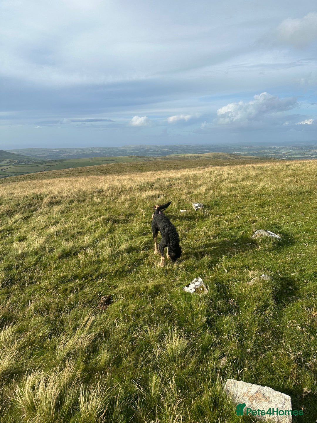 Huntaway dogs for sale: New Zealand Huntaway Puppies  - Image 11