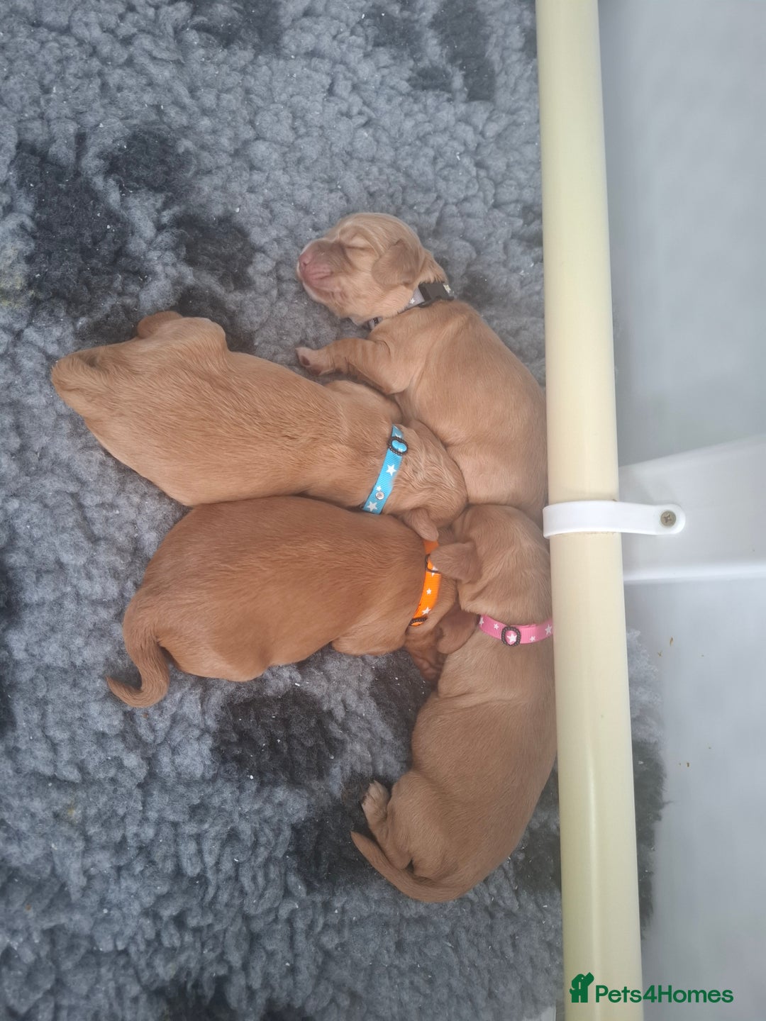Cocker Spaniel dogs for sale: Working Cocker Spaniel Pups parents DNA tested - Image 11
