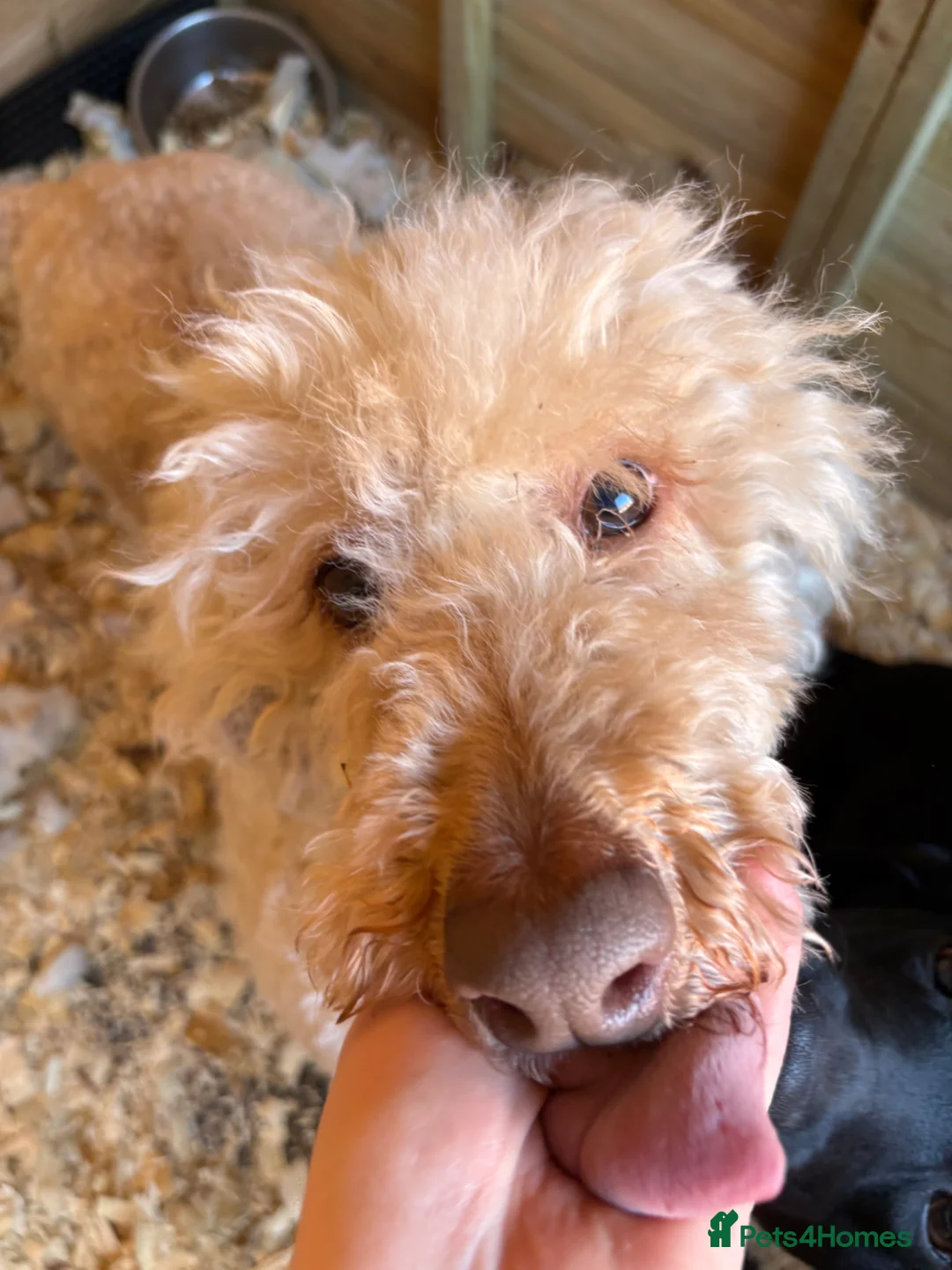 Standard Poodle dogs for sale: My Skye  - Advert 1