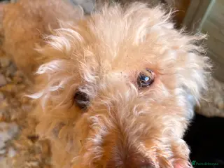 Standard Poodle dogs My Skye - Advert 17