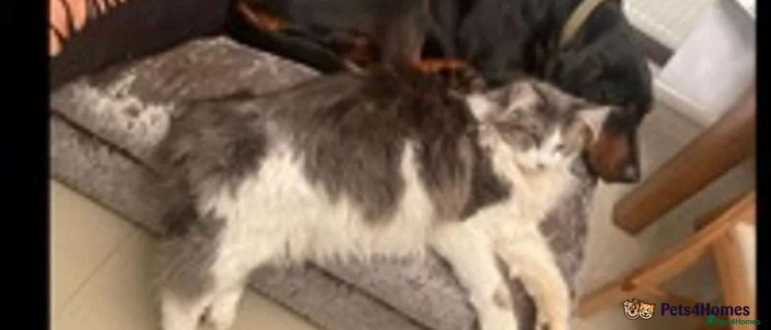 Maine Coon cats for stud: AVAILABLE XL BIG BOY FOR STUD DUAL REGISTRATION  in Winsford - Advert 5