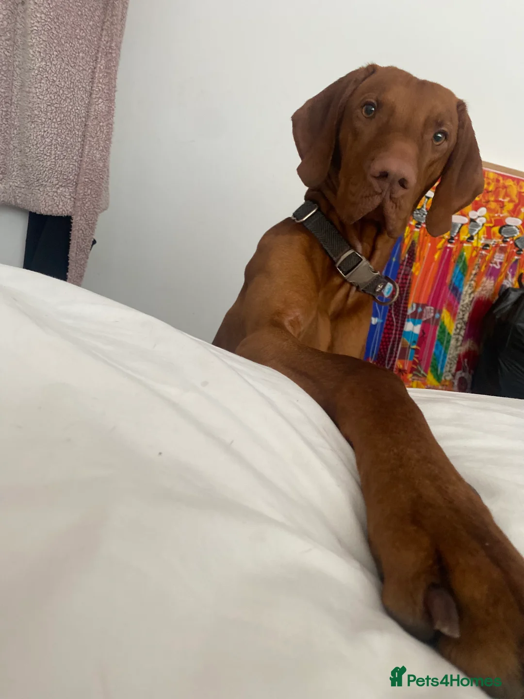 Hungarian Vizsla dogs for stud: Full KC Registered Hungarian Vizsla for stud - Advert 7