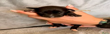 Whippet Puppy 4