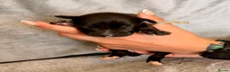 Whippet dogs for sale: Whippet puppies  - Advert 6